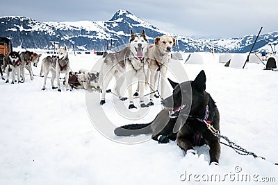 Sled dogs on a rest break Stock Photo
