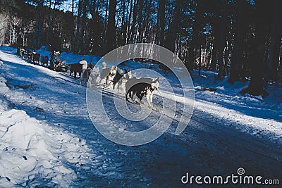 Sled dogs running on snow in Russia Editorial Stock Photo