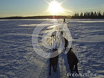 Sled dogs in snowy landscape Stock Photo