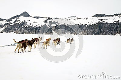 Sled dogs take a rest break during a training run Stock Photo