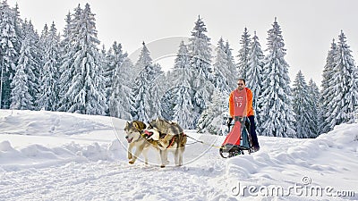 Sled dogs in competition running in frozen land Editorial Stock Photo