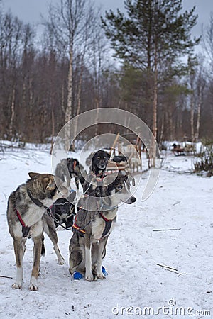 Sledding with sled dog in lapland in winter time Stock Photo