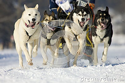 Sleddog race Stock Photo