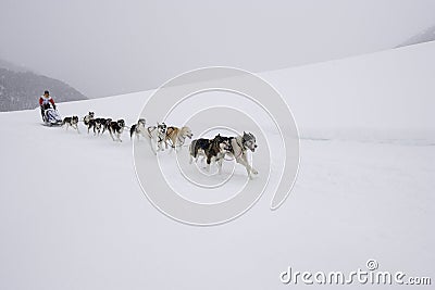 Sleddog race Editorial Stock Photo