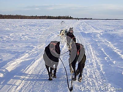 Sledge dog in Alaska Stock Photo