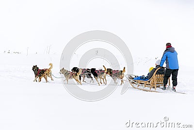 Sledge dogs in the snowy country Stock Photo