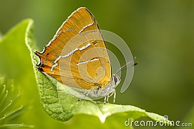 Sleedoornpage, Brown Hairstreak, Thecla betulae Stock Photo