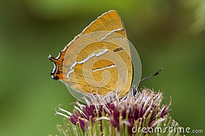 Sleedoornpage, Brown Hairstreak, Thecla betulae Stock Photo