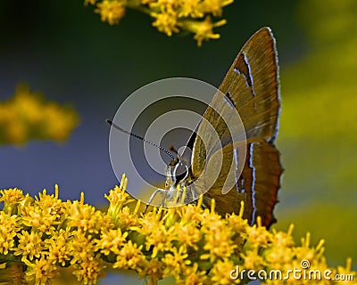 Sleedoornpage, Brown Hairstreak, Thecla betulae Stock Photo