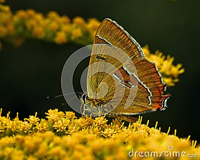 Sleedoornpage, Brown Hairstreak, Thecla betulae Stock Photo