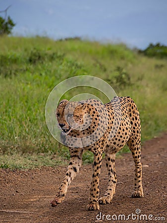Sleek cheetah in the African bush Stock Photo