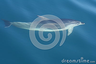 Sleek dusky dolphin swimming Stock Photo