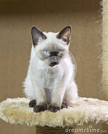 Sleek haired kitten of Siamese type Mekong bobtail Stock Photo