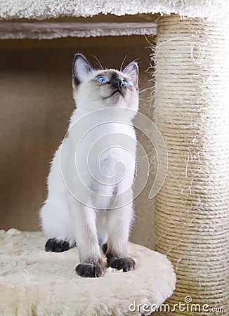 Sleek haired kitten of Siamese type Mekong bobtail Stock Photo