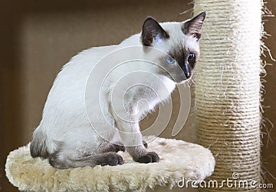 Sleek haired kitten of Siamese type Mekong bobtail Stock Photo