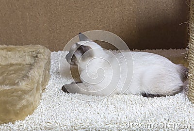 Sleek haired kitten of Siamese type Mekong bobtail, tailless Stock Photo