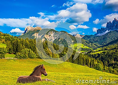 A sleek horse resting in the tall grass Stock Photo