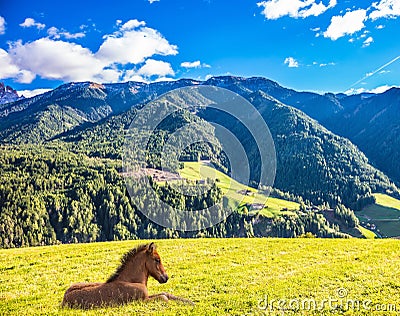 Sleek horse resting Stock Photo