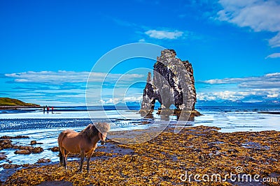 Sleek Icelandic horse on the coastal shelf Stock Photo