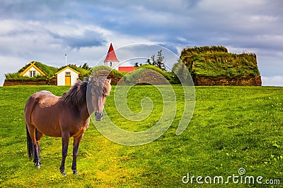 Sleek Icelandic horse grazes on a green lawn Stock Photo