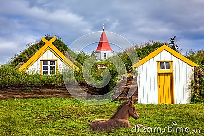 Sleek Icelandic horse on green lawn Stock Photo