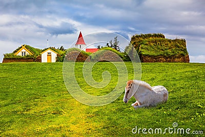 Sleek Icelandic horse has a rest Stock Photo
