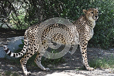 Sleek Regal Cheetah Cat Standing Poised on a Rock Stock Photo