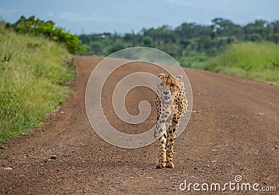 Sleek cheetah in the African bush Stock Photo