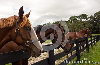 Beautiful yearlings gazing over a paddock fence at a training facility in florida Stock Photo