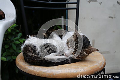 Sleep cat in Macau street Stock Photo