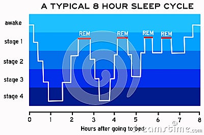 Sleep cycle Stock Photo