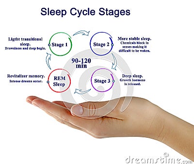Sleep Cycle Stages Stock Photo