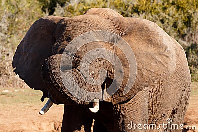 Sleep Time - African Bush Elephant Stock Photo