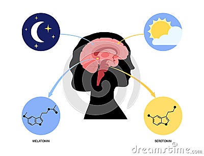 Sleep wake cycle Vector Illustration