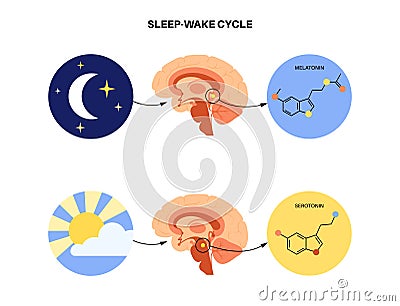 Sleep wake cycle Vector Illustration