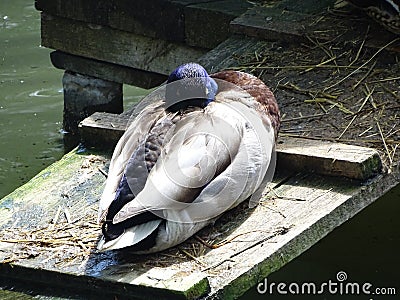 Sleep wary duck at the zoo. Stock Photo