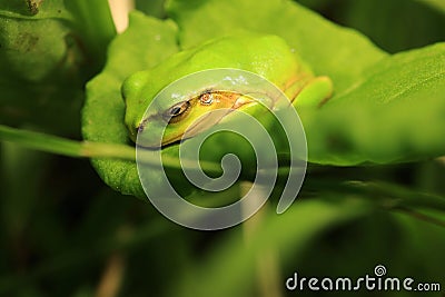 Sleepiness and Comfortable Natural Light with Japanese Tree Frog Stock Photo