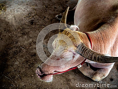Sleeping albino buffalo. Thai pink buffalo sleeping on the ground top view Stock Photo