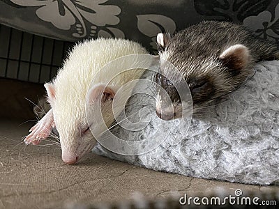 Sleeping Albino and Sable Female Ferets Stock Photo