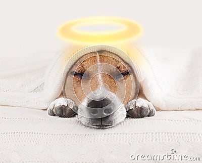 Sleeping angel halo dog in bed Stock Photo