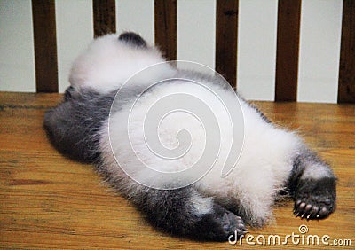 Sleeping baby panda Editorial Stock Photo