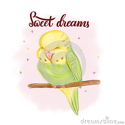 Sleeping baby parrot with hand drawn lettering Sweet dreams illustration for pet shop, exhibition, event for babies or pets, kid c Cartoon Illustration