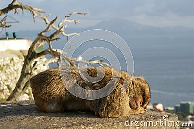 Sleeping Barbary Macaque Stock Photo