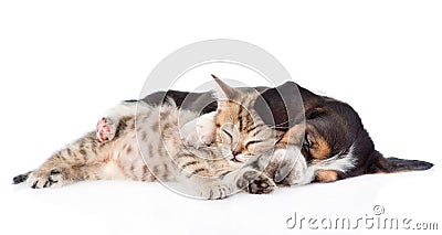 Sleeping basset hound puppy embracing tabby kitten. isolated on white Stock Photo