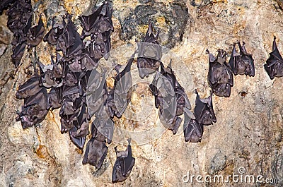 Sleeping bats on the cave wall of Bali. Stock Photo