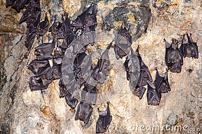 Sleeping bats Stock Photo