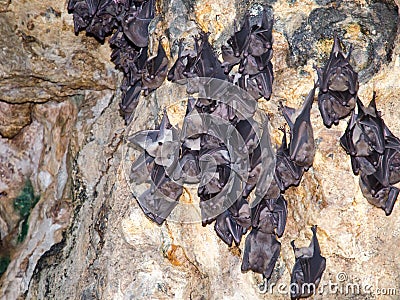 Sleeping bats Stock Photo