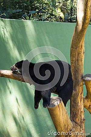 Sleeping bear Stock Photo