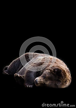 Sleeping Bear Stock Photo