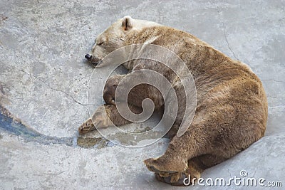 Sleeping bear Stock Photo